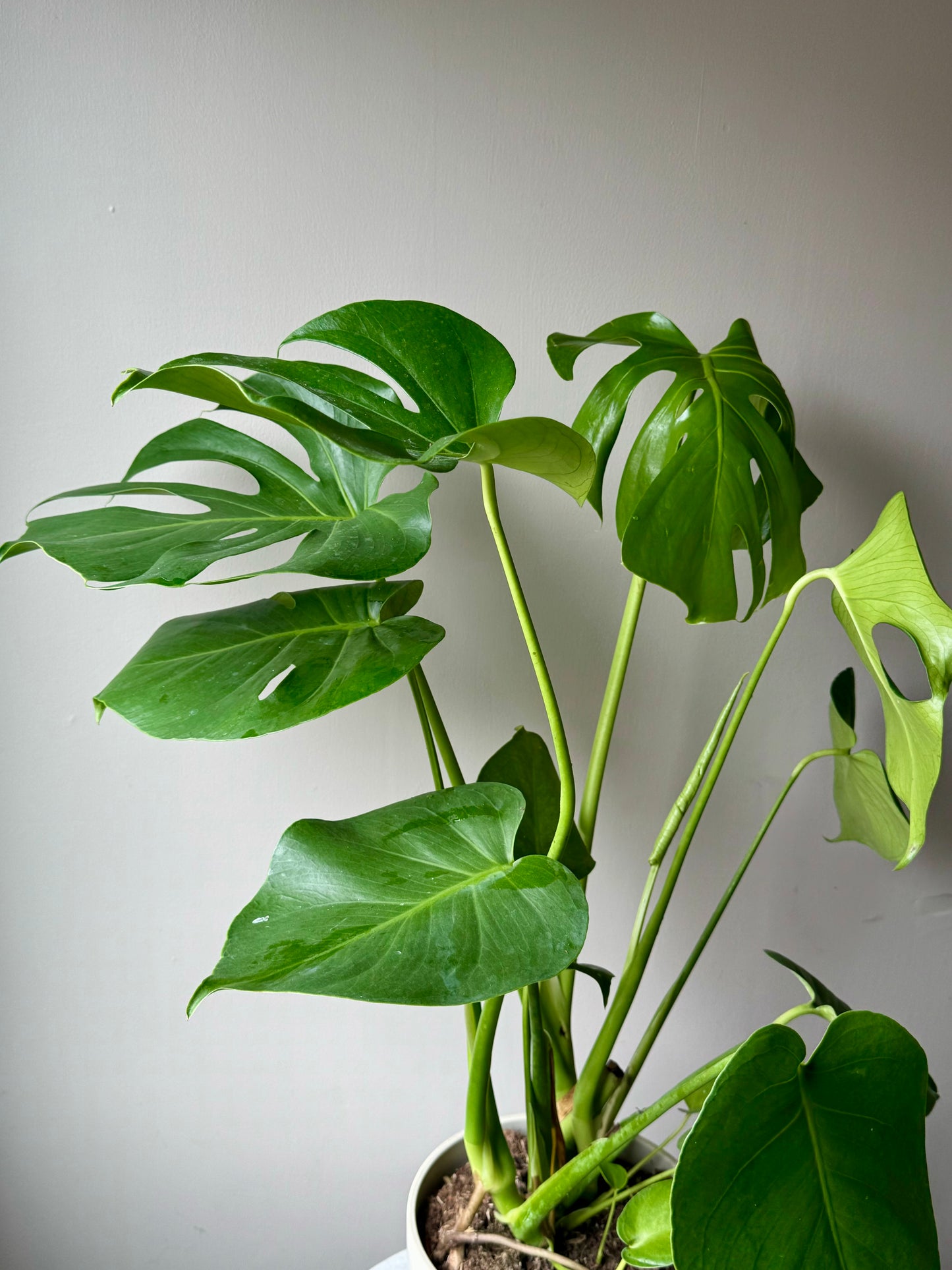 Monstera Deliciosa - Swiss Cheese Plant