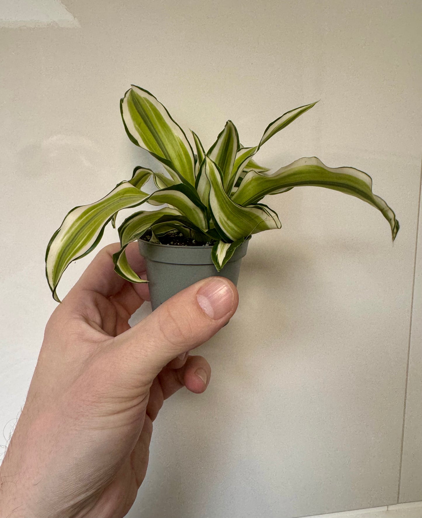 Dracaena Fragrans Malaika - Corn Plant
