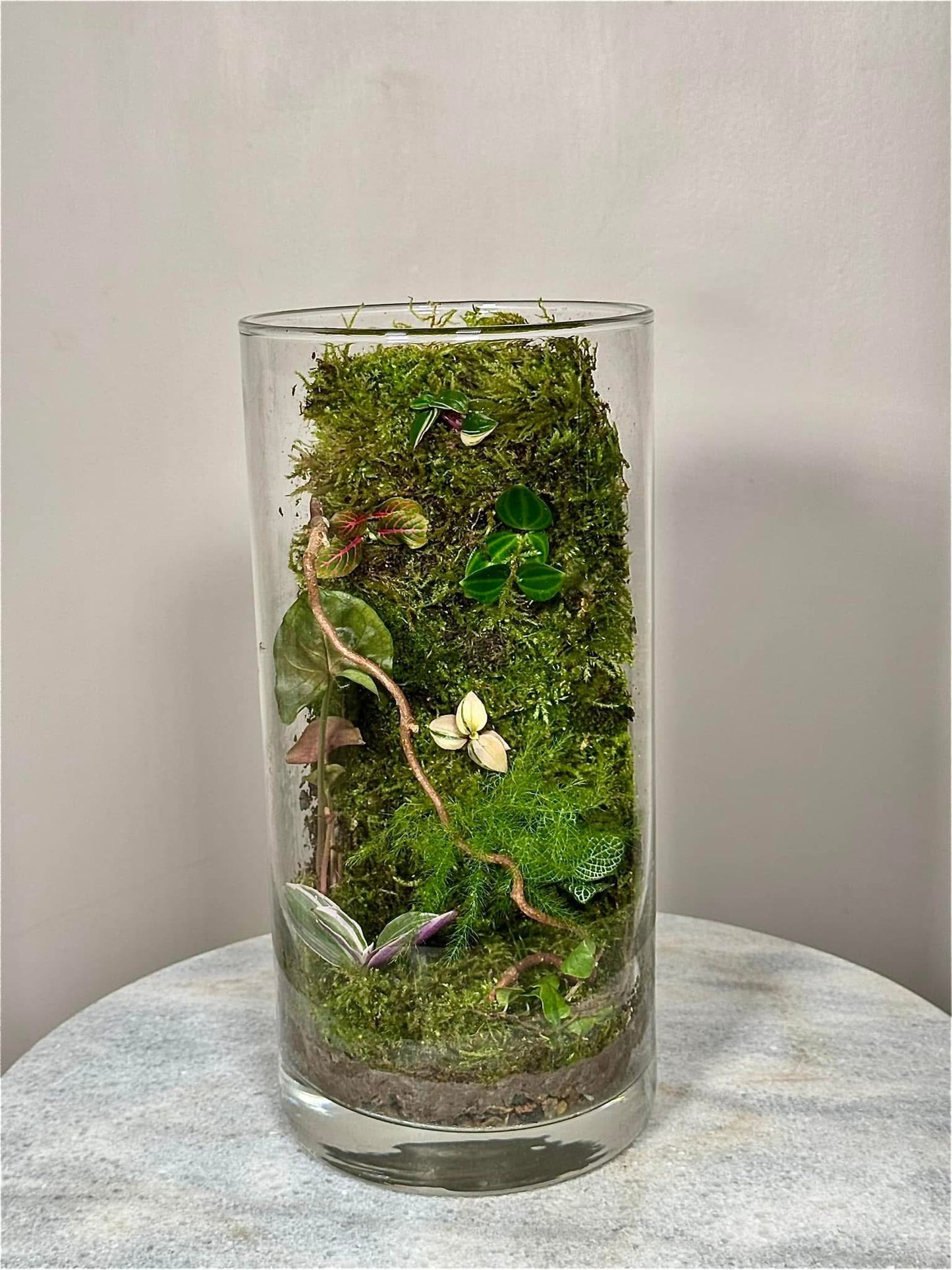 Medium Glass Moss Terrarium