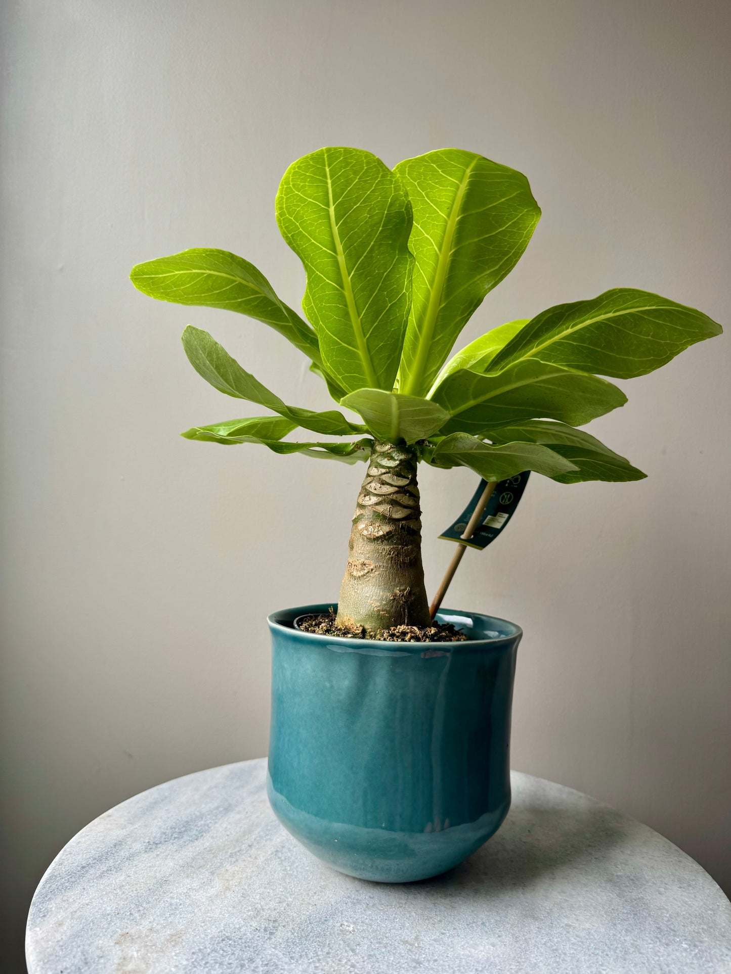 Brighamia Insignis - Hawaiian Vulcan Palm
