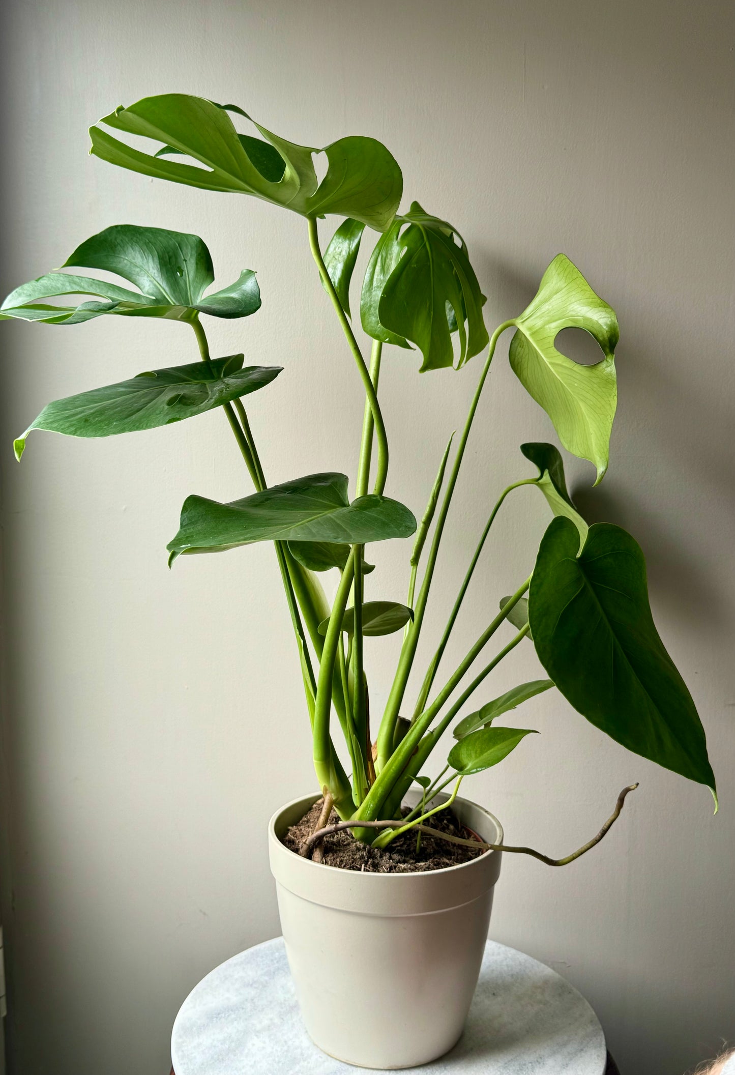 Monstera Deliciosa - Swiss Cheese Plant