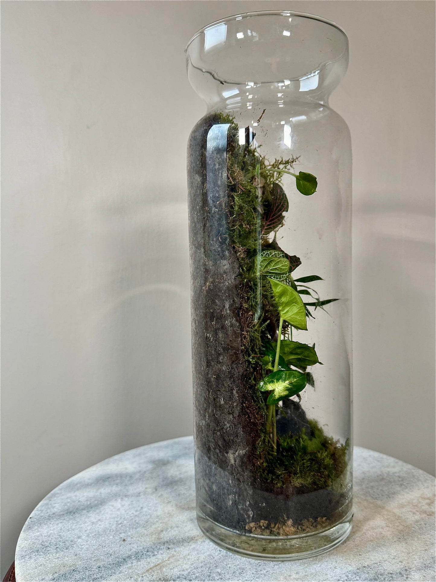 Tall Glass Moss Terrarium