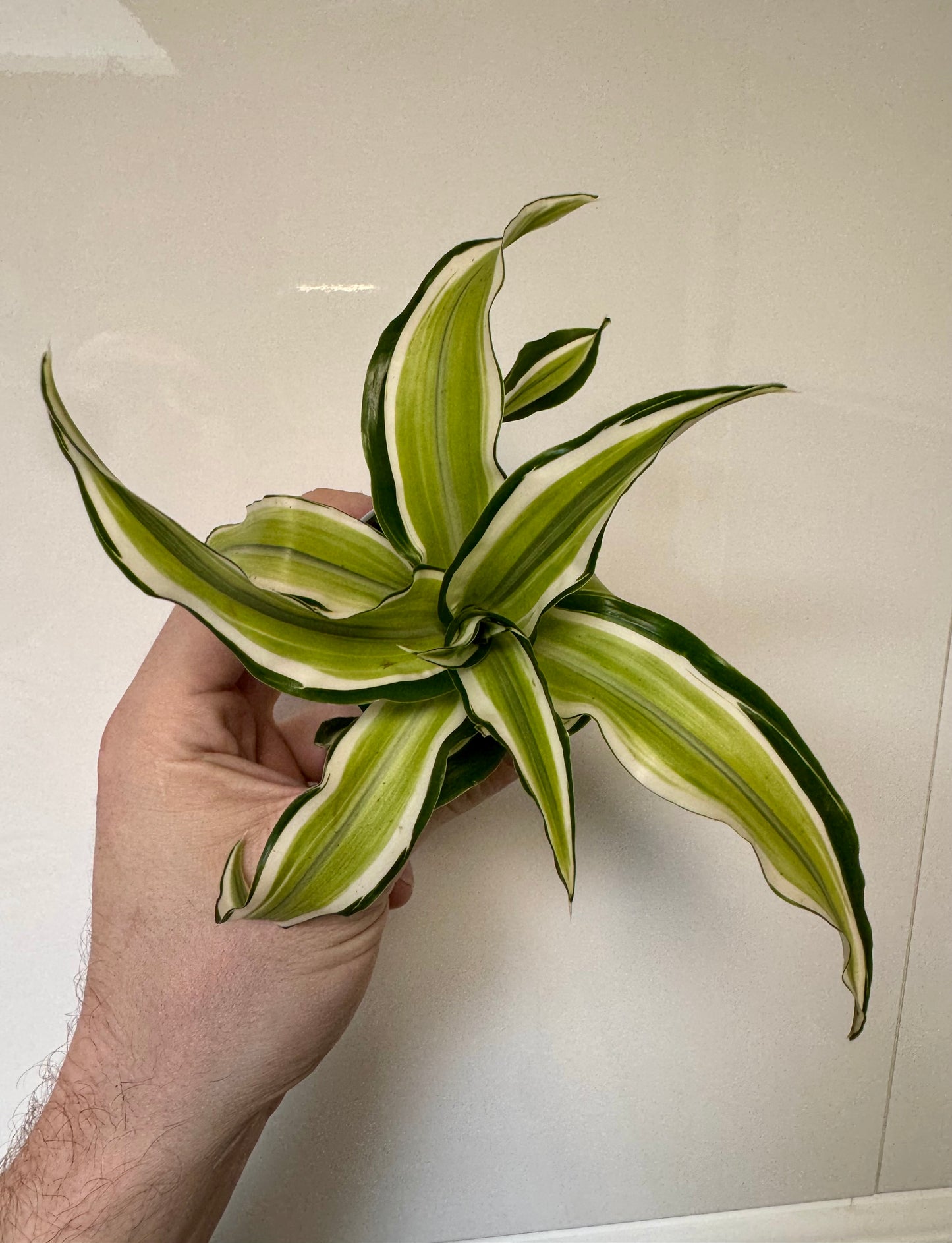 Dracaena Fragrans Malaika - Corn Plant