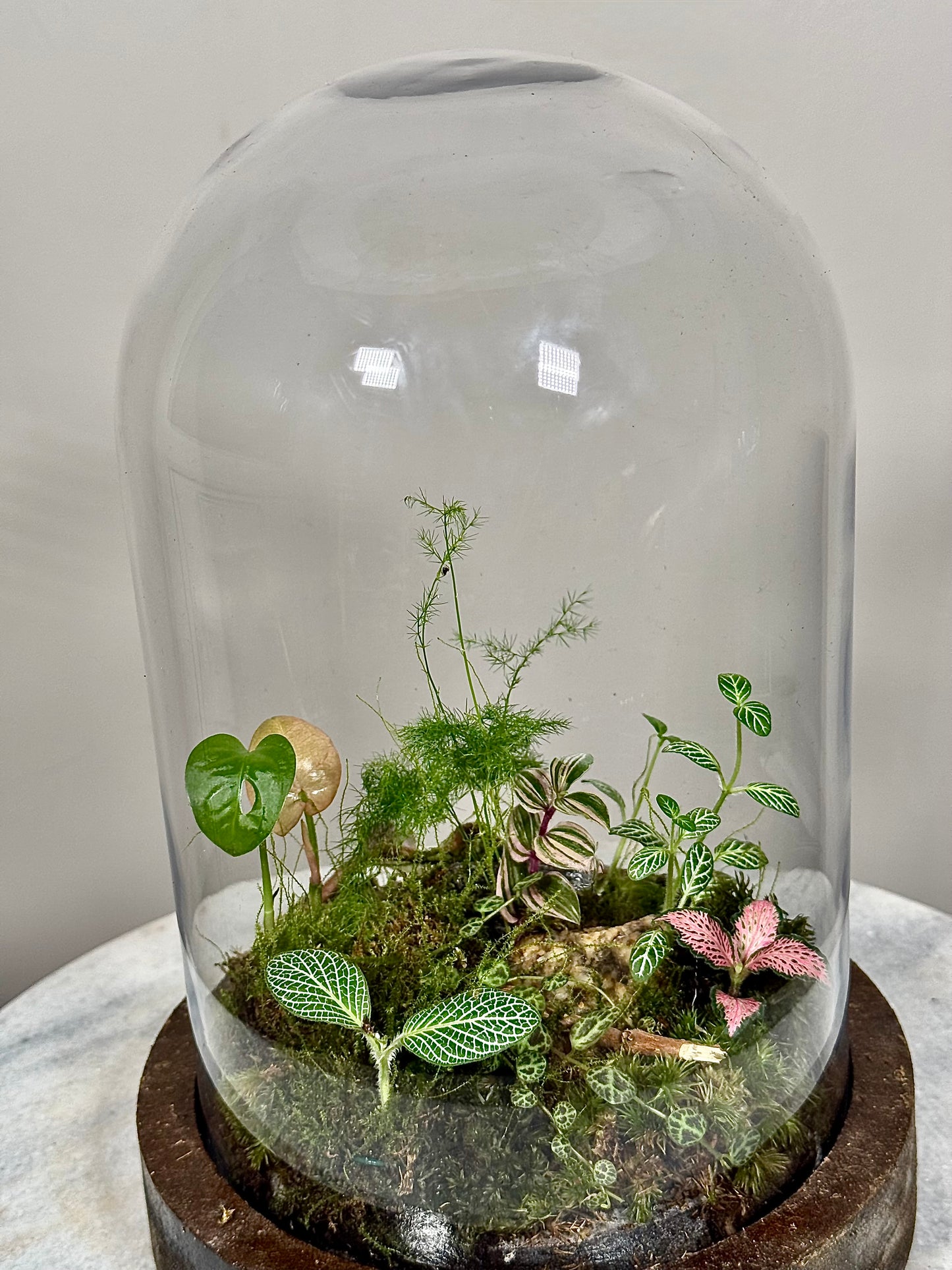 Wooden Dome Terrarium