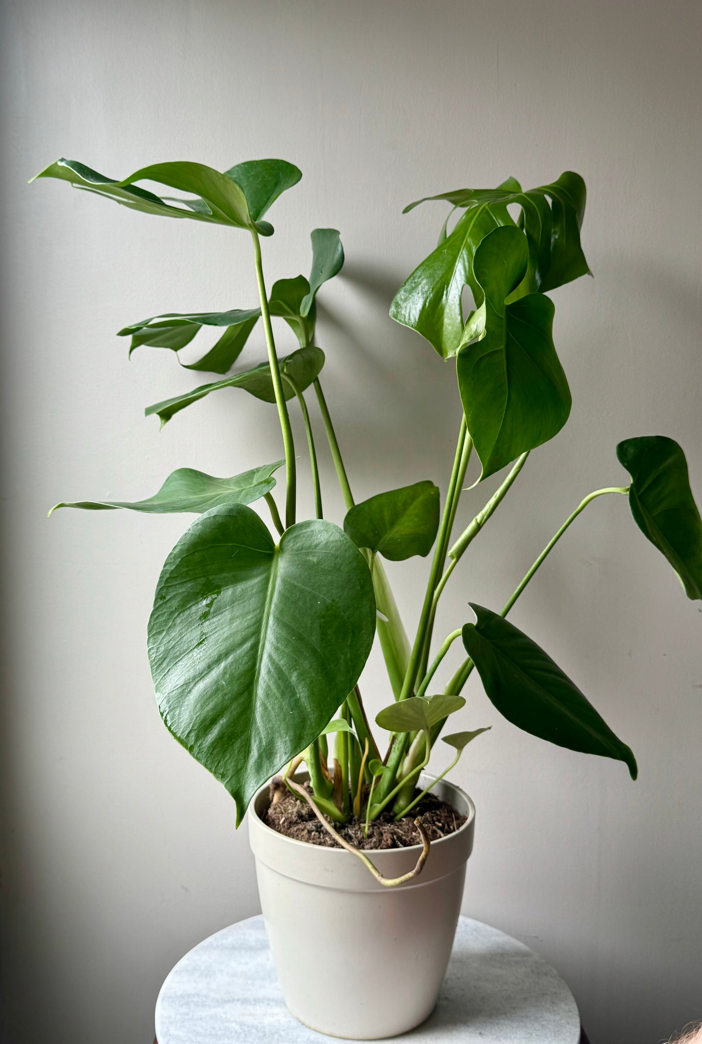 Monstera Deliciosa - Swiss Cheese Plant