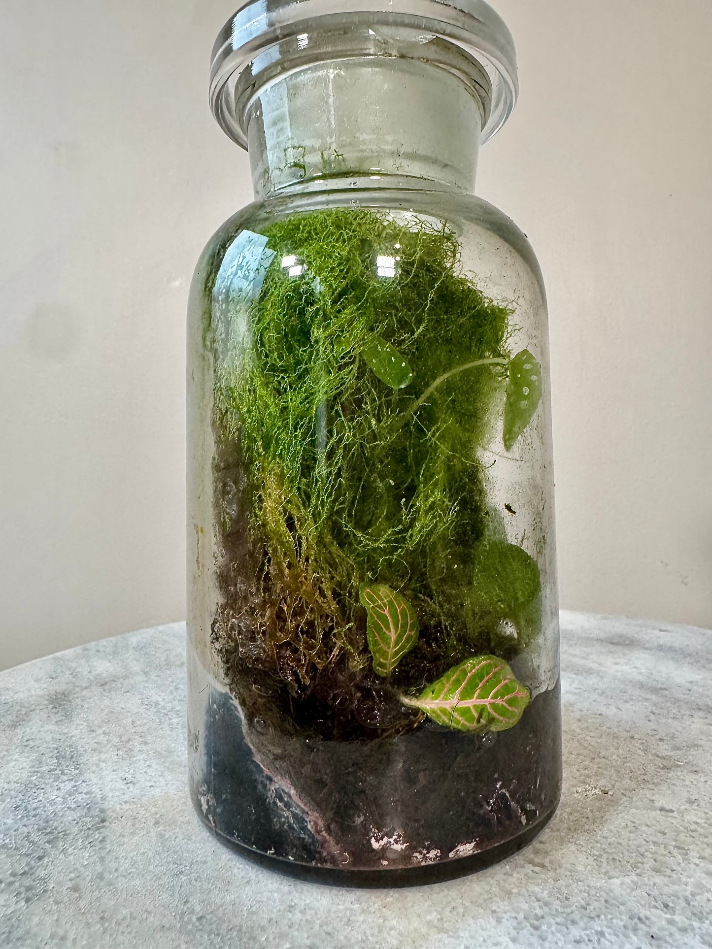 Chemistry Bottle Moss Terrarium