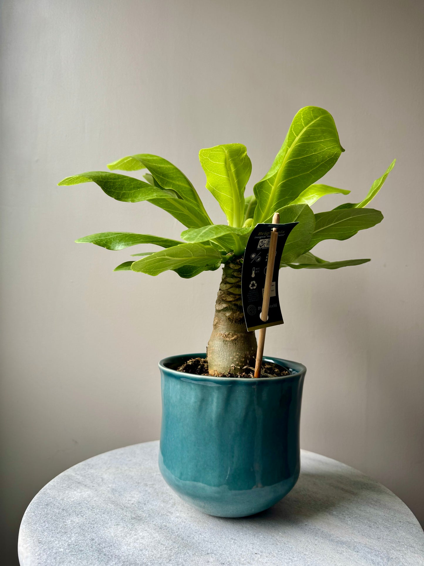 Brighamia Insignis - Hawaiian Vulcan Palm