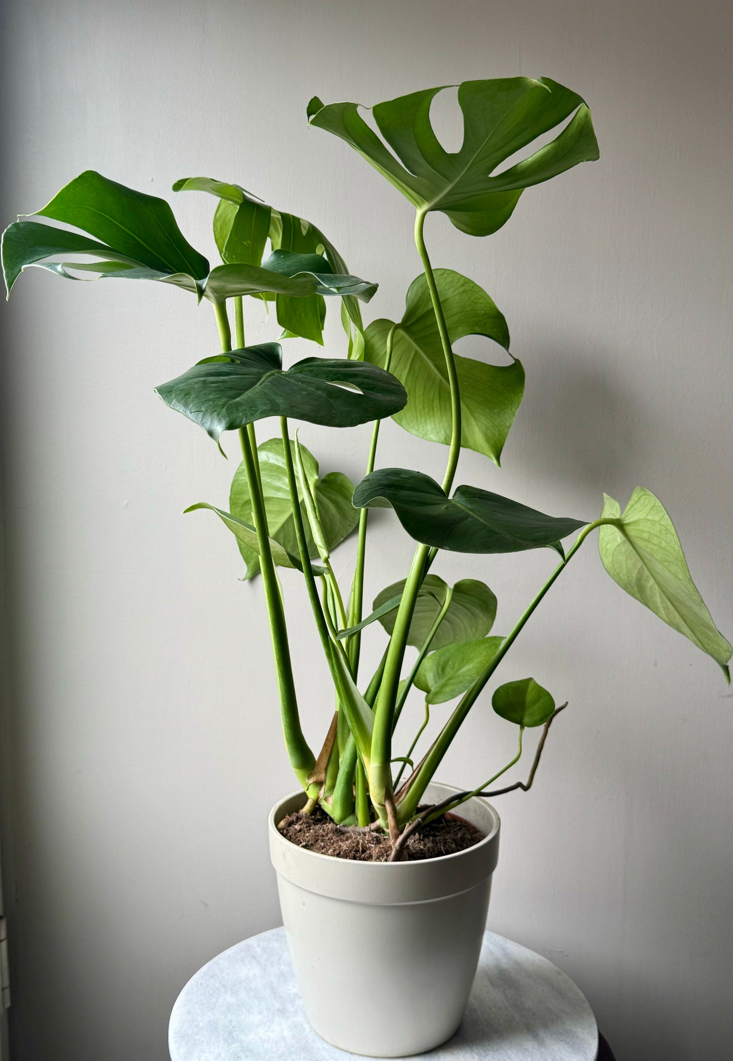 Monstera Deliciosa - Swiss Cheese Plant