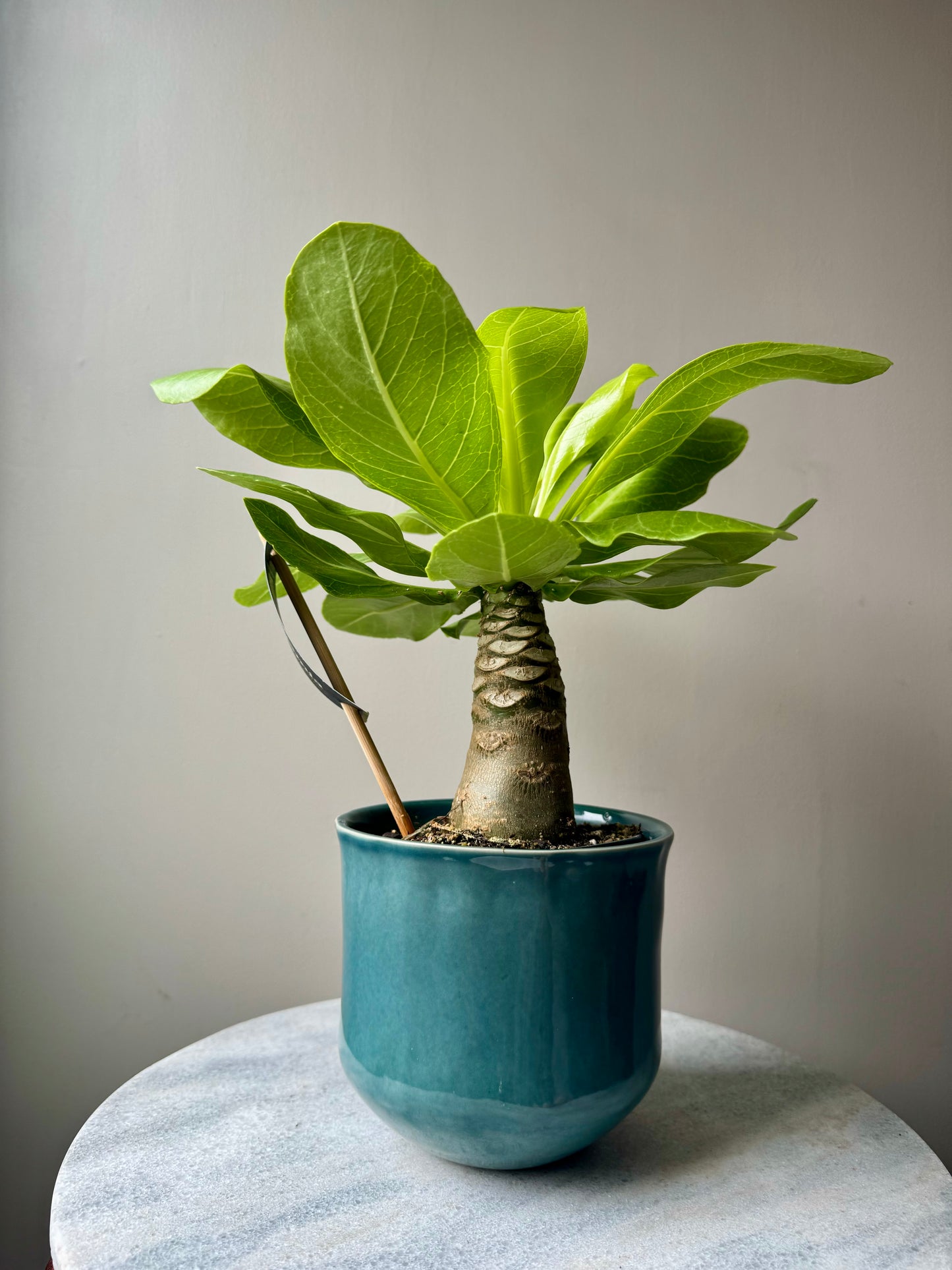 Brighamia Insignis - Hawaiian Vulcan Palm