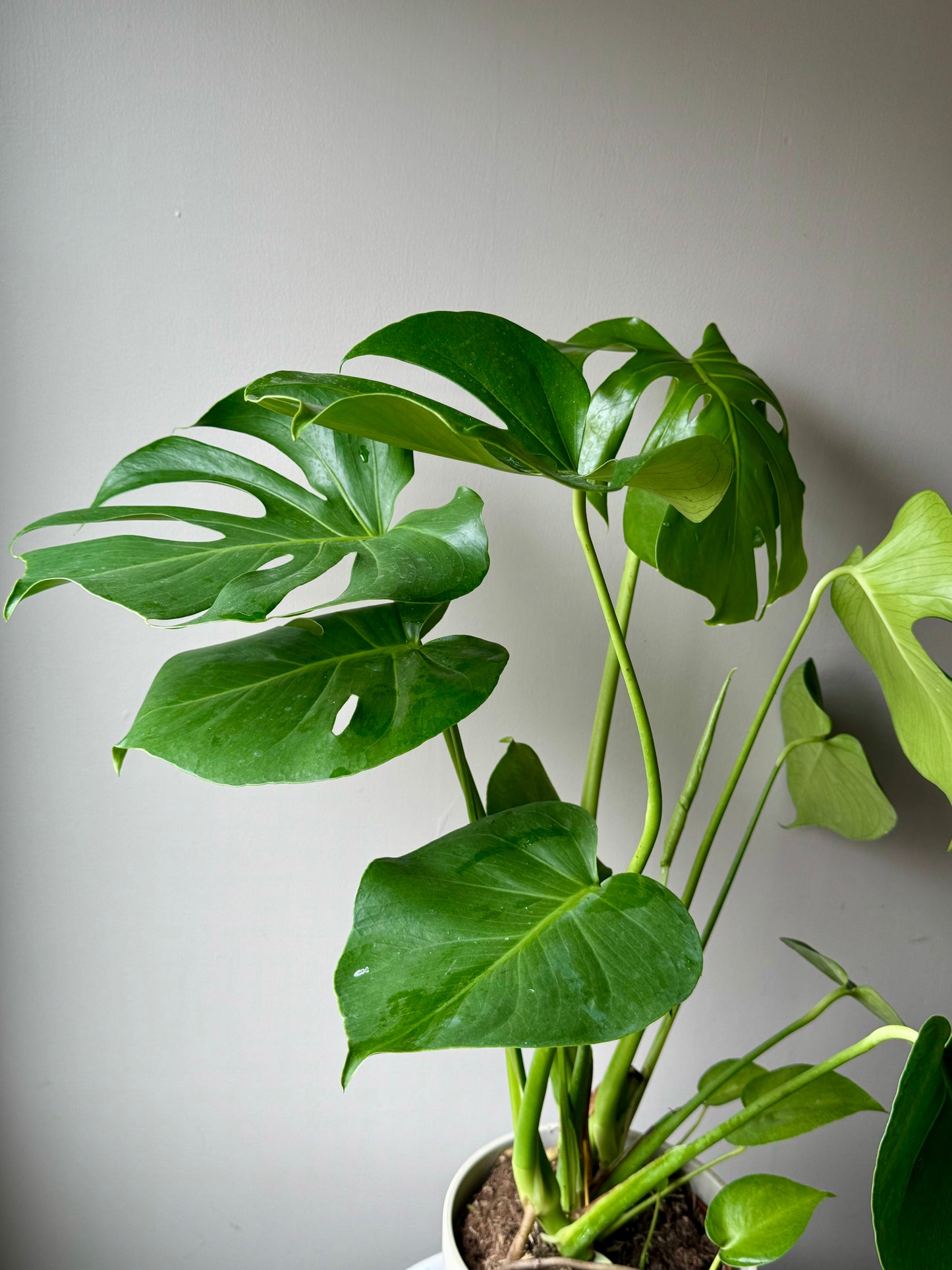Monstera Deliciosa - Swiss Cheese Plant