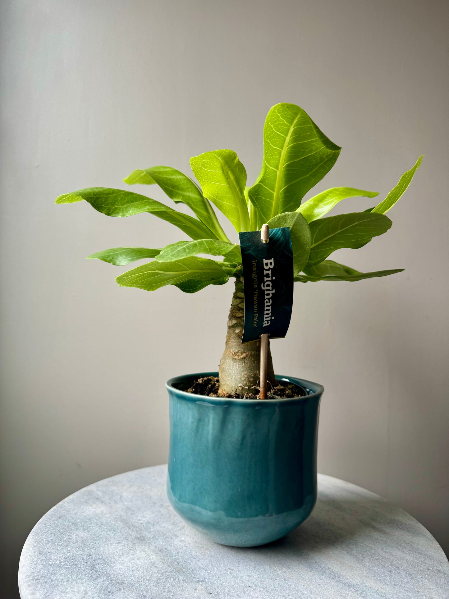 Brighamia Insignis - Hawaiian Vulcan Palm