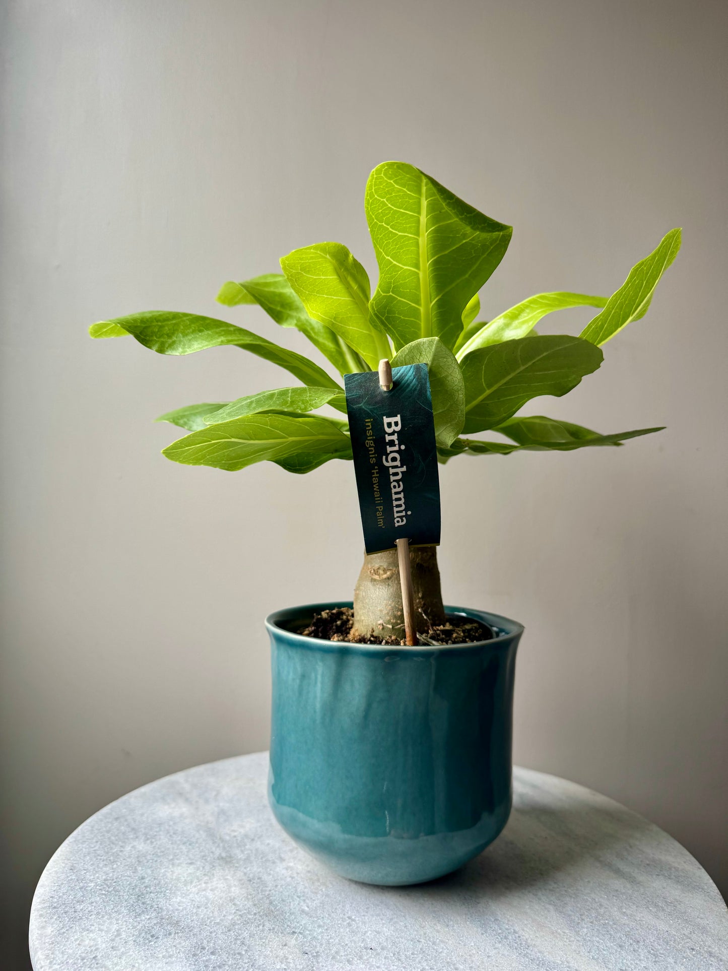 Brighamia Insignis - Hawaiian Vulcan Palm