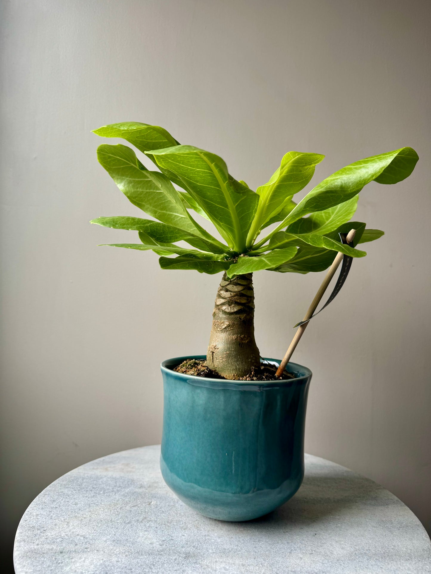 Brighamia Insignis - Hawaiian Vulcan Palm