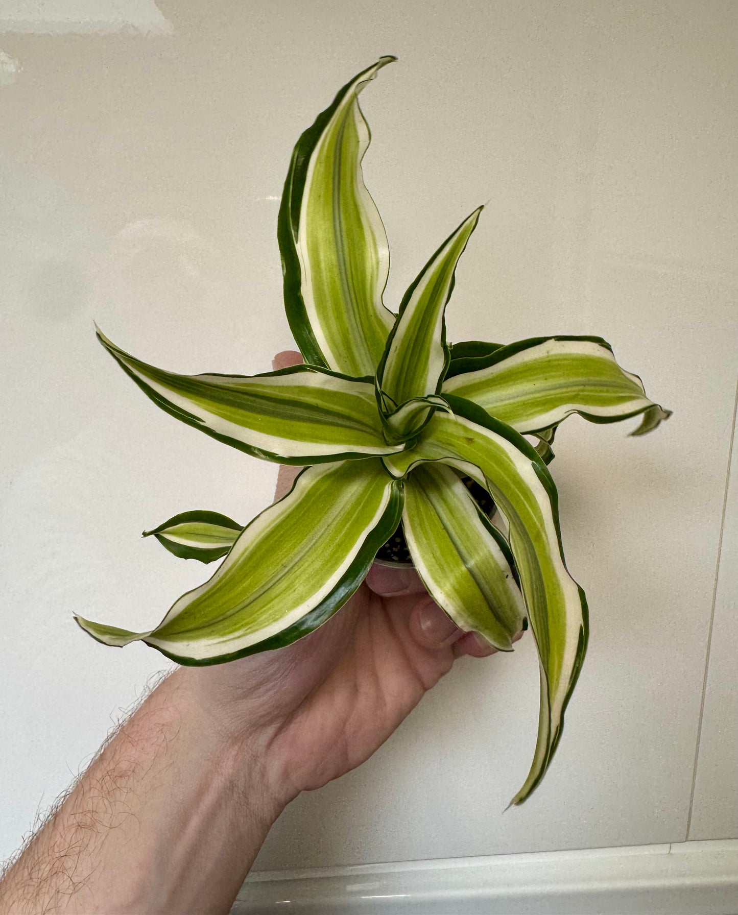 Dracaena Fragrans Malaika - Corn Plant