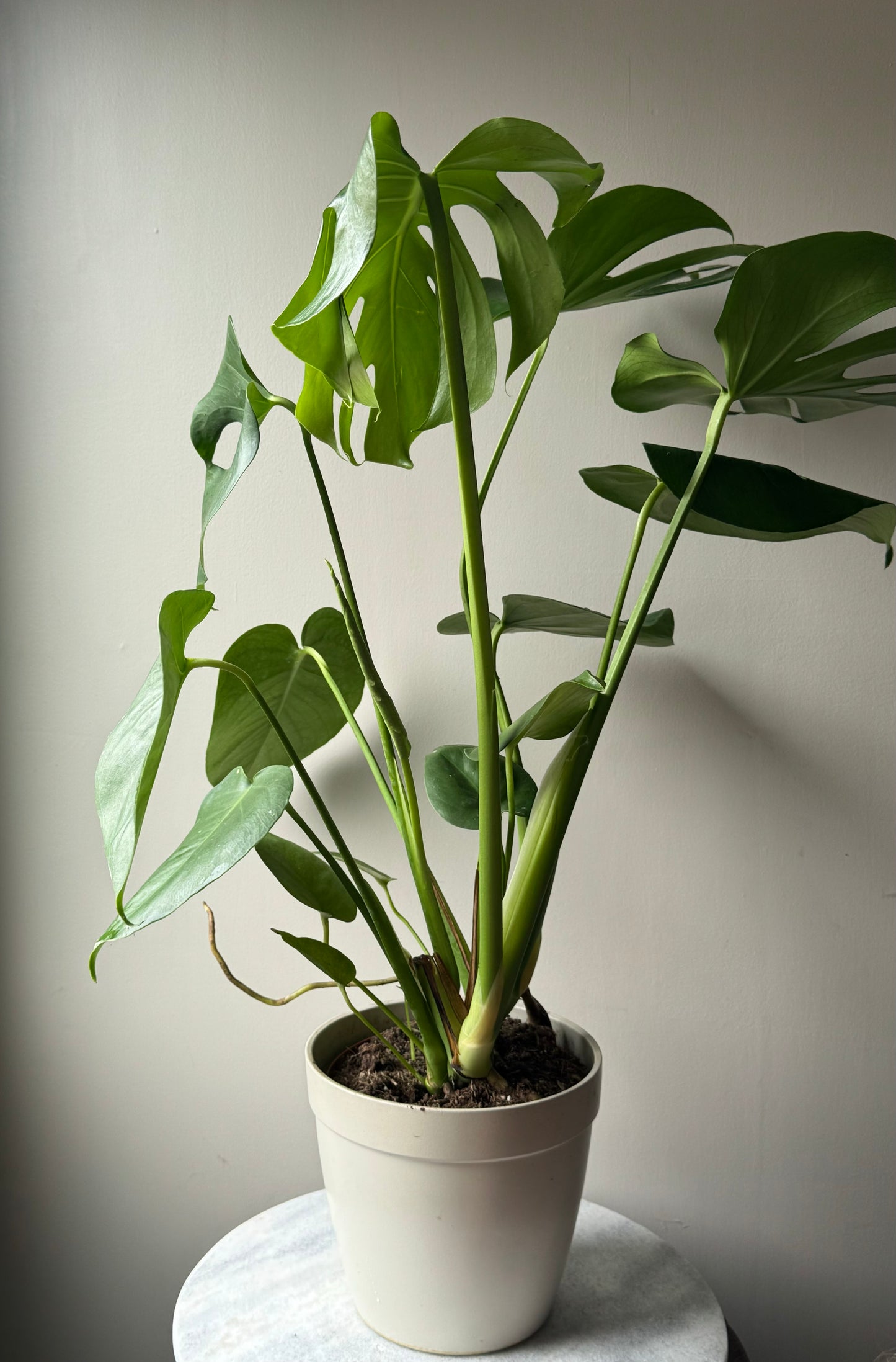 Monstera Deliciosa - Swiss Cheese Plant