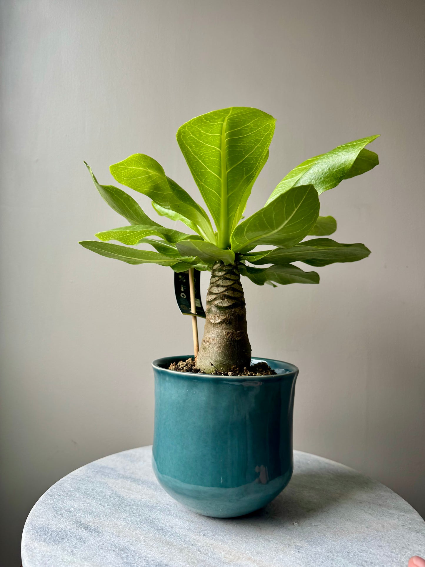 Brighamia Insignis - Hawaiian Vulcan Palm