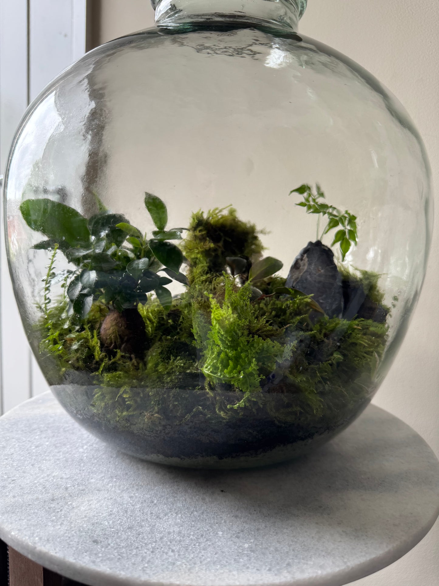 Large Heavy Glass Carboy Planted Terrarium