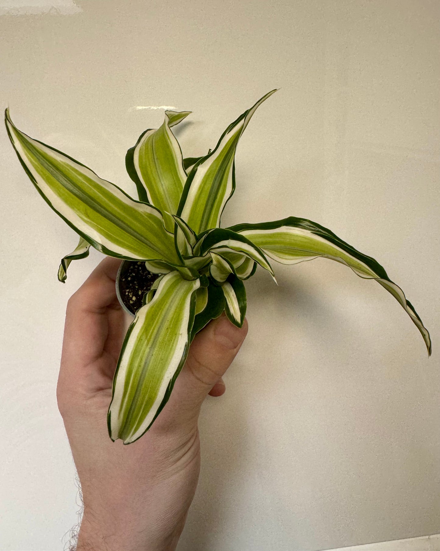 Dracaena Fragrans Malaika - Corn Plant
