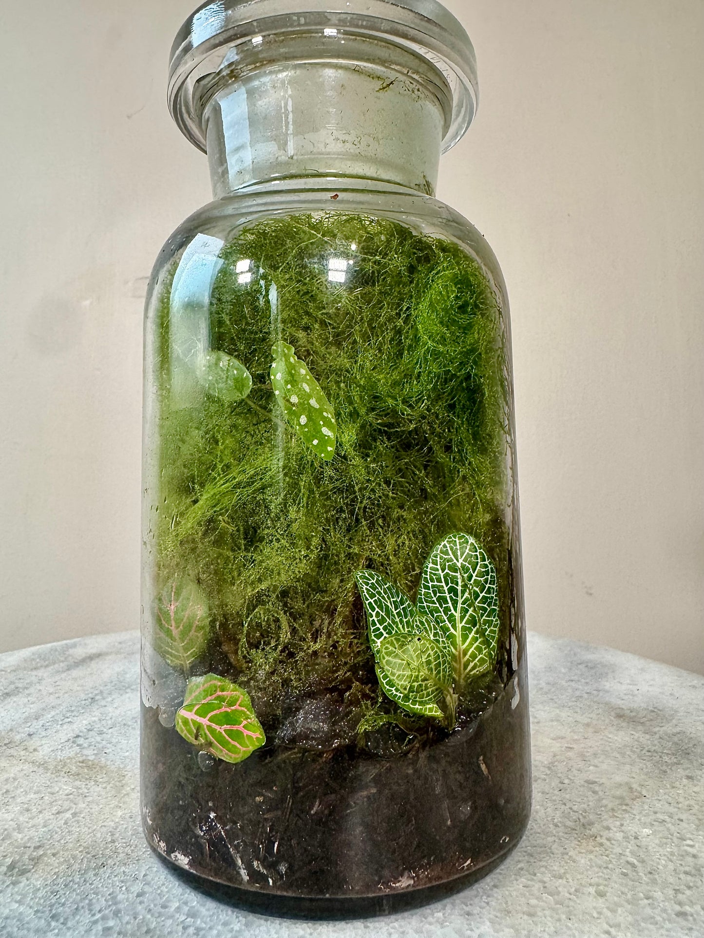 Chemistry Bottle Moss Terrarium