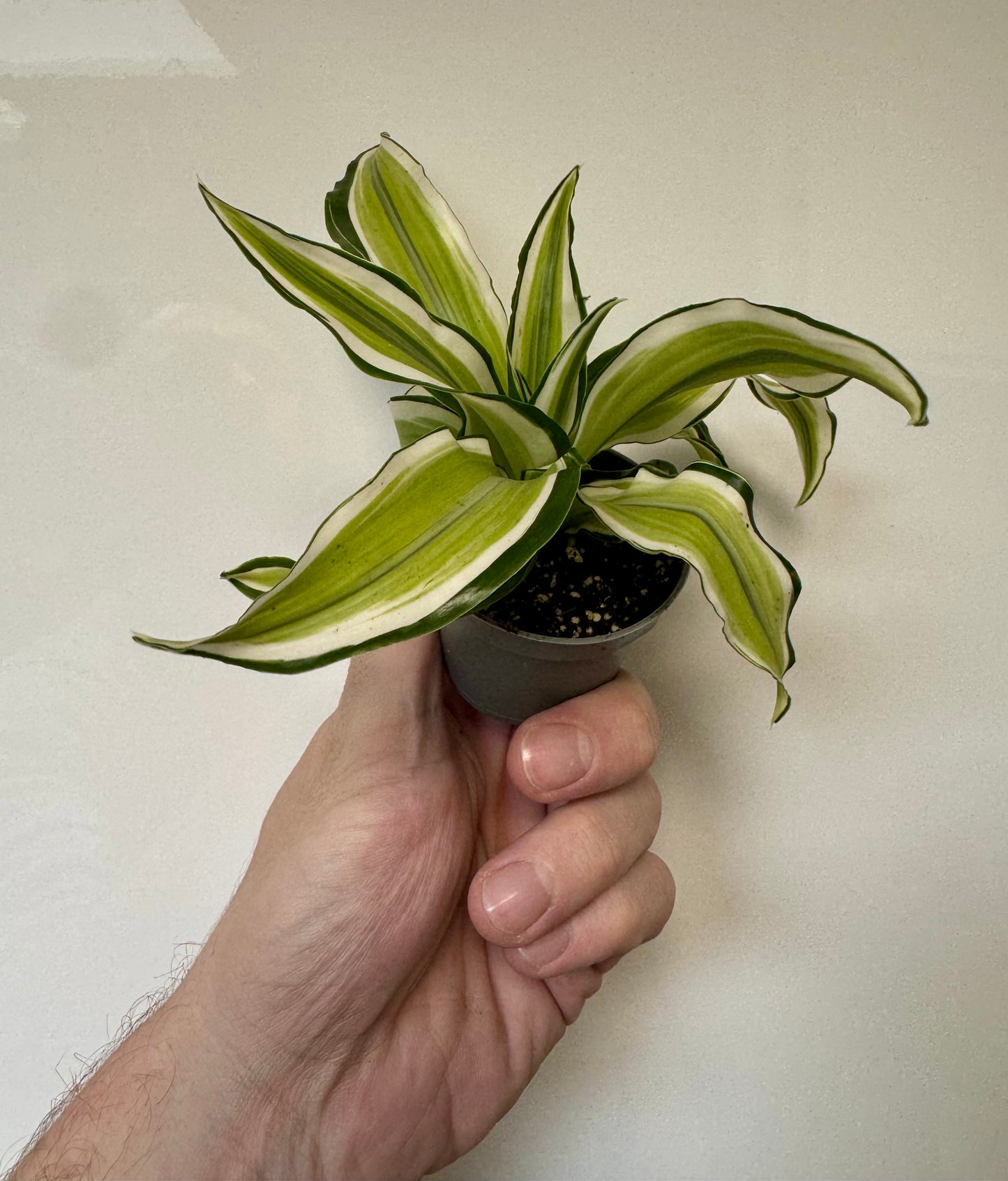 Dracaena Fragrans Malaika - Corn Plant