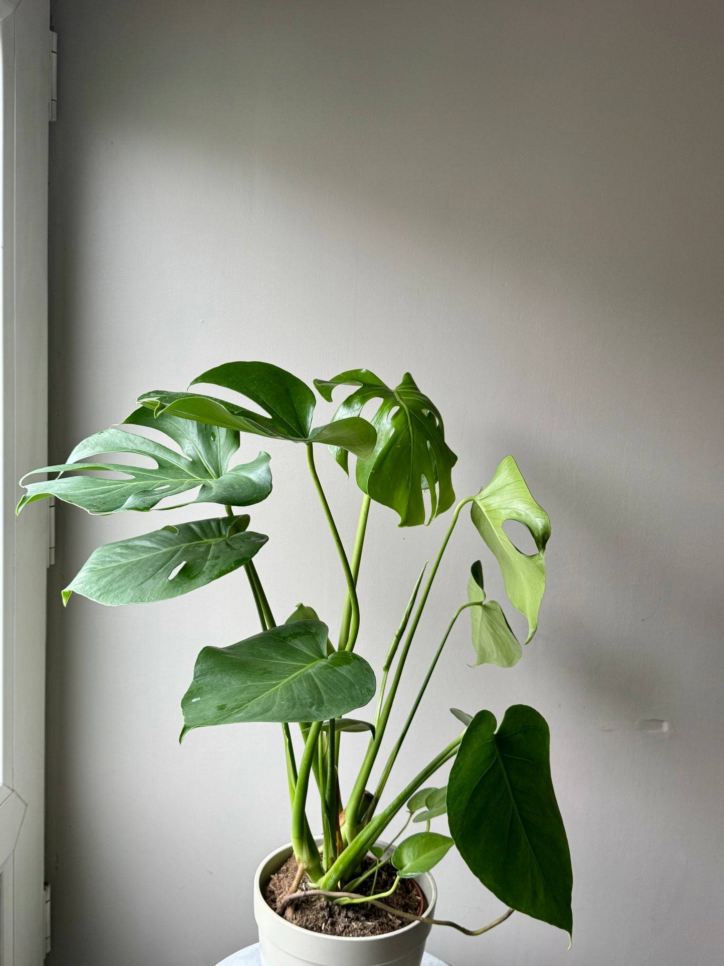 Monstera Deliciosa - Swiss Cheese Plant