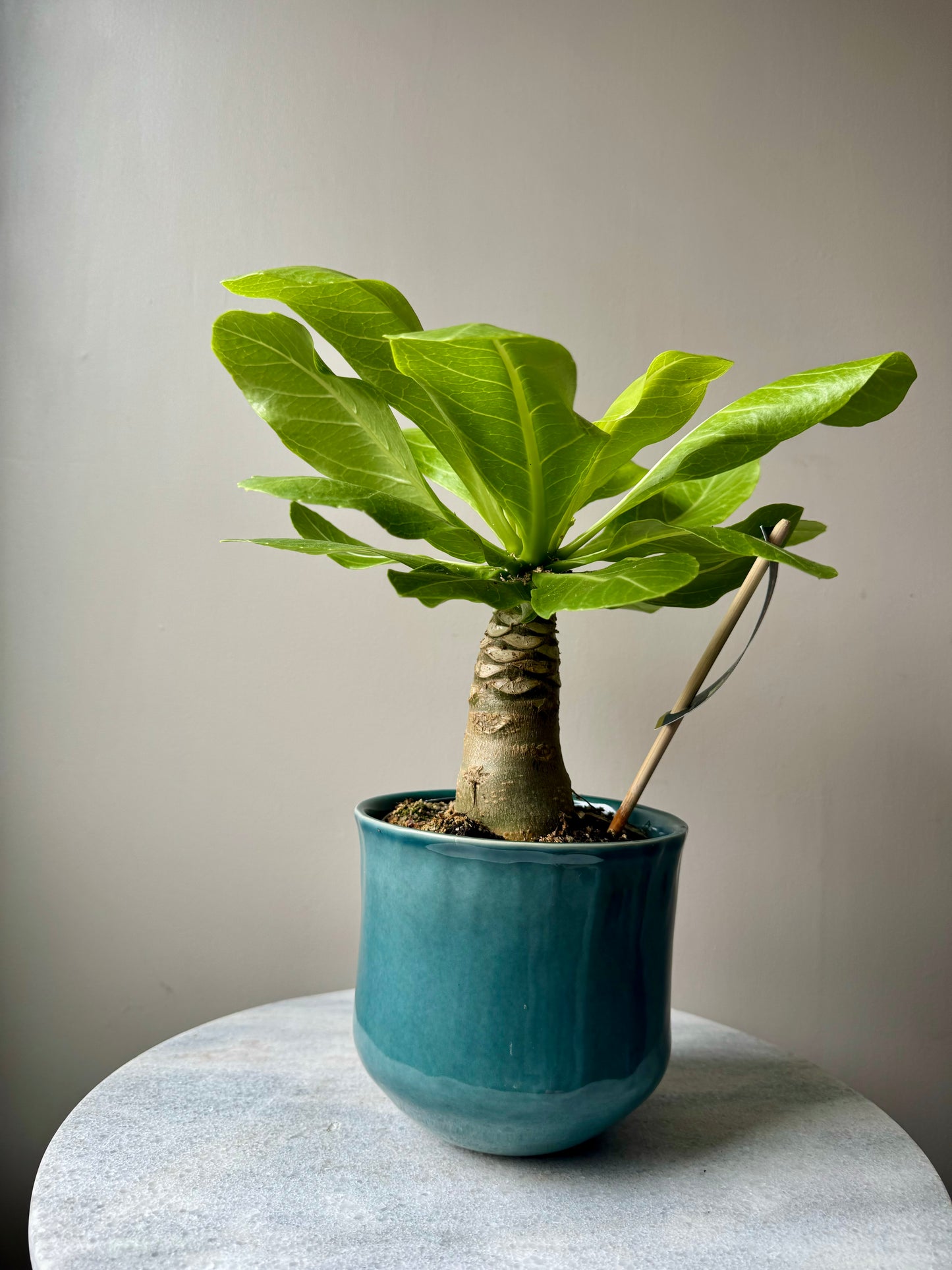 Brighamia Insignis - Hawaiian Vulcan Palm