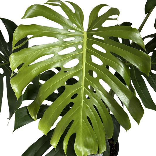 Top 10 Trending Houseplants of 2024: Best Indoor Plants for Any Space