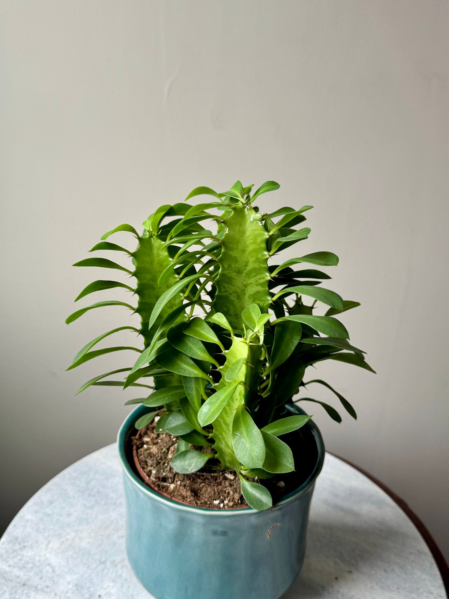 Euphorbia Trigona - African Milk Tree Cactus