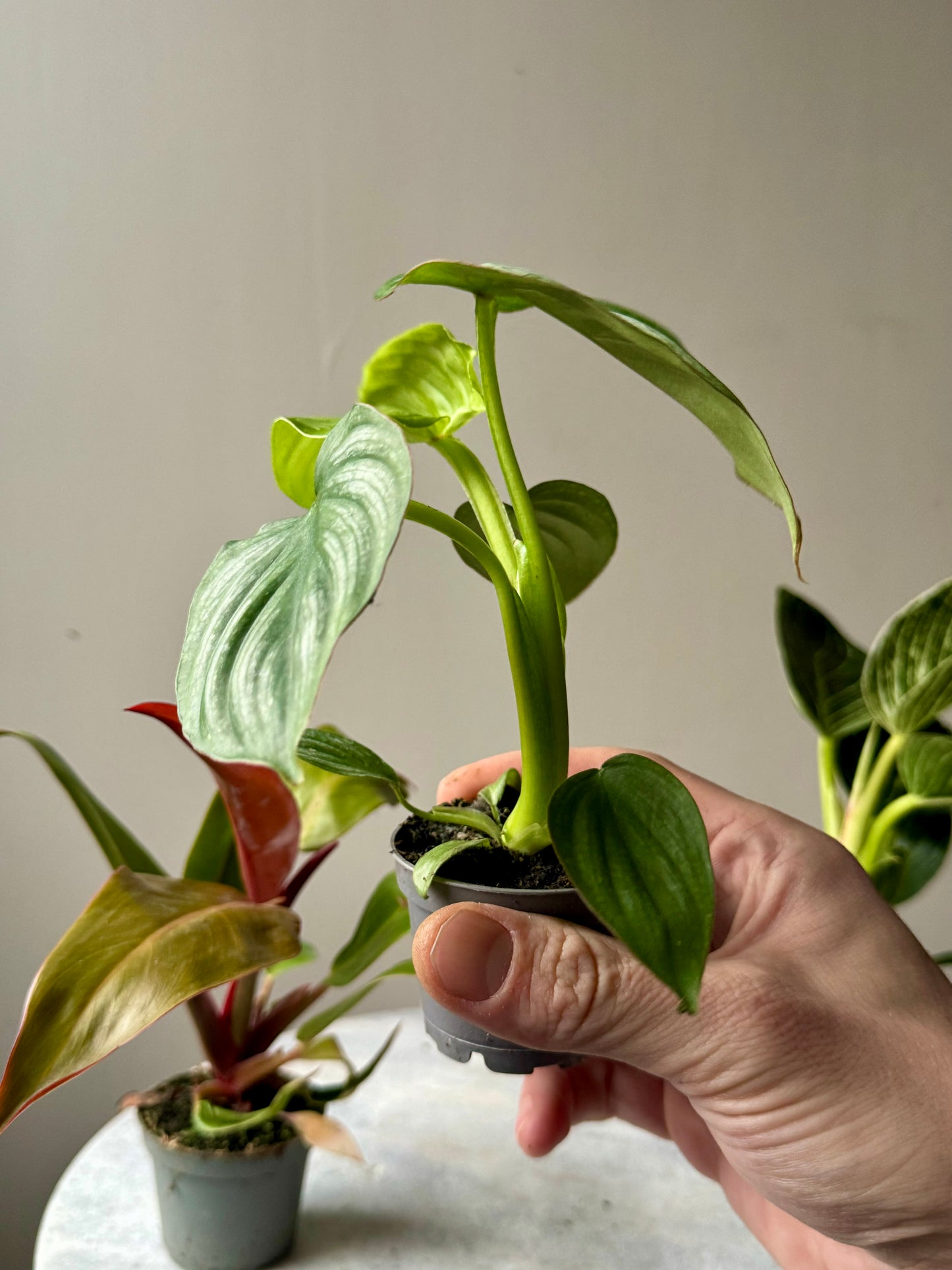 Philodendron Mixed Varieties