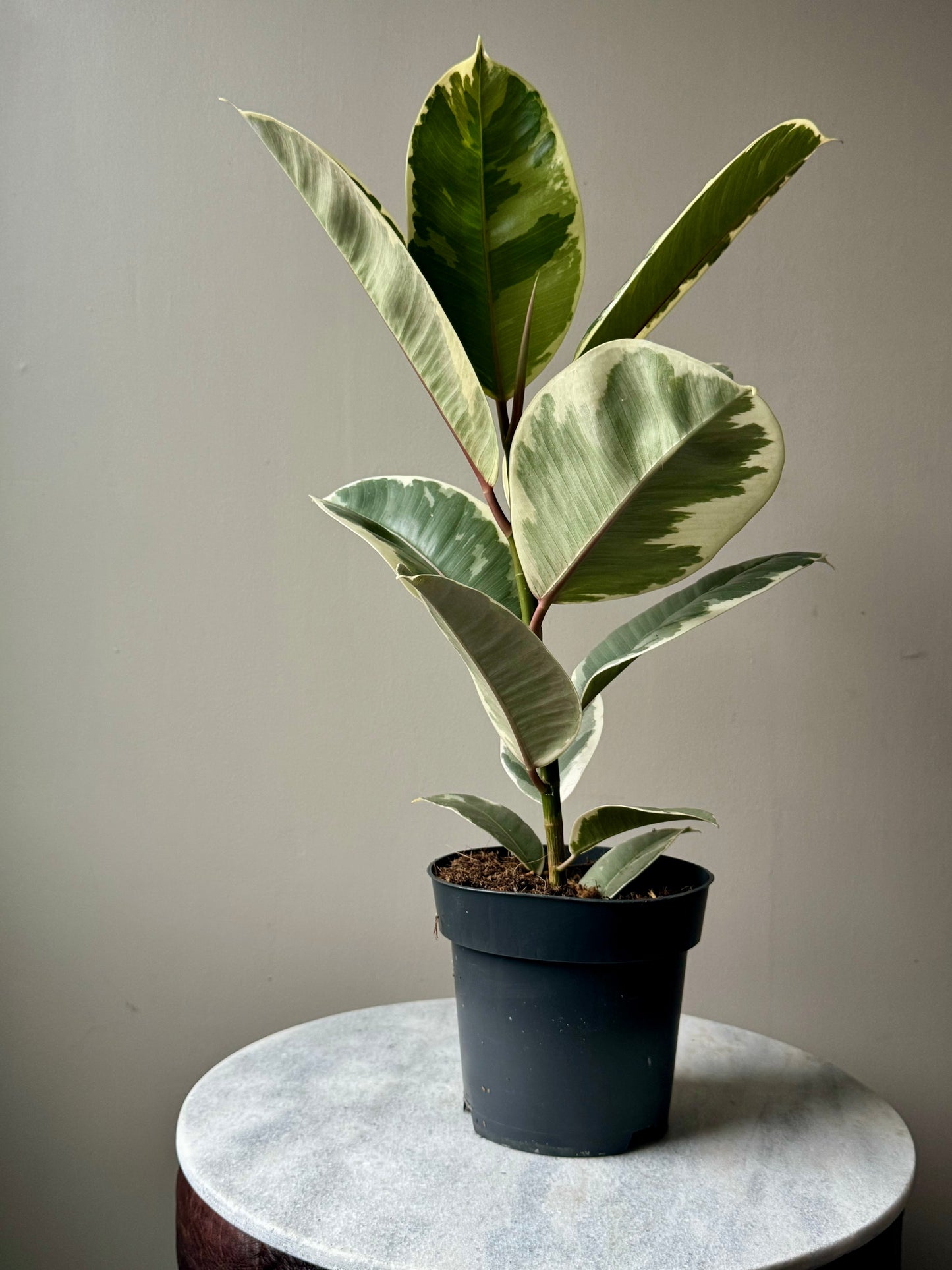 Ficus Elastica Mixed Varieties