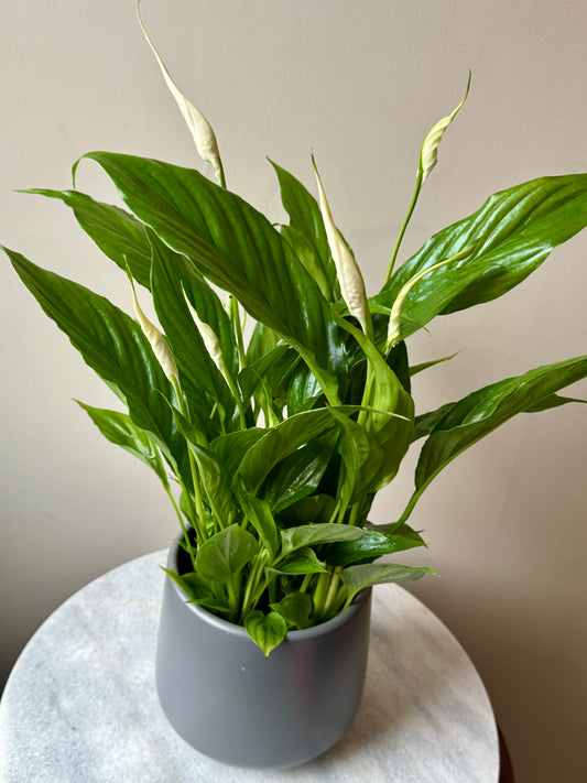 Spathiphyllum Torelli - Peace Lily