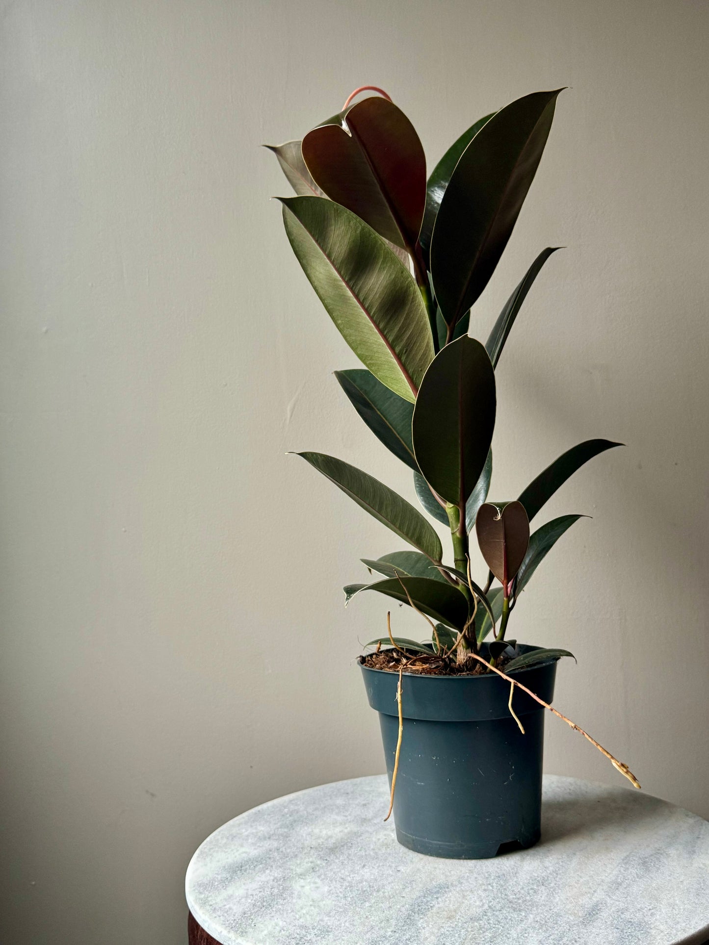 Ficus Elastica Mixed Varieties