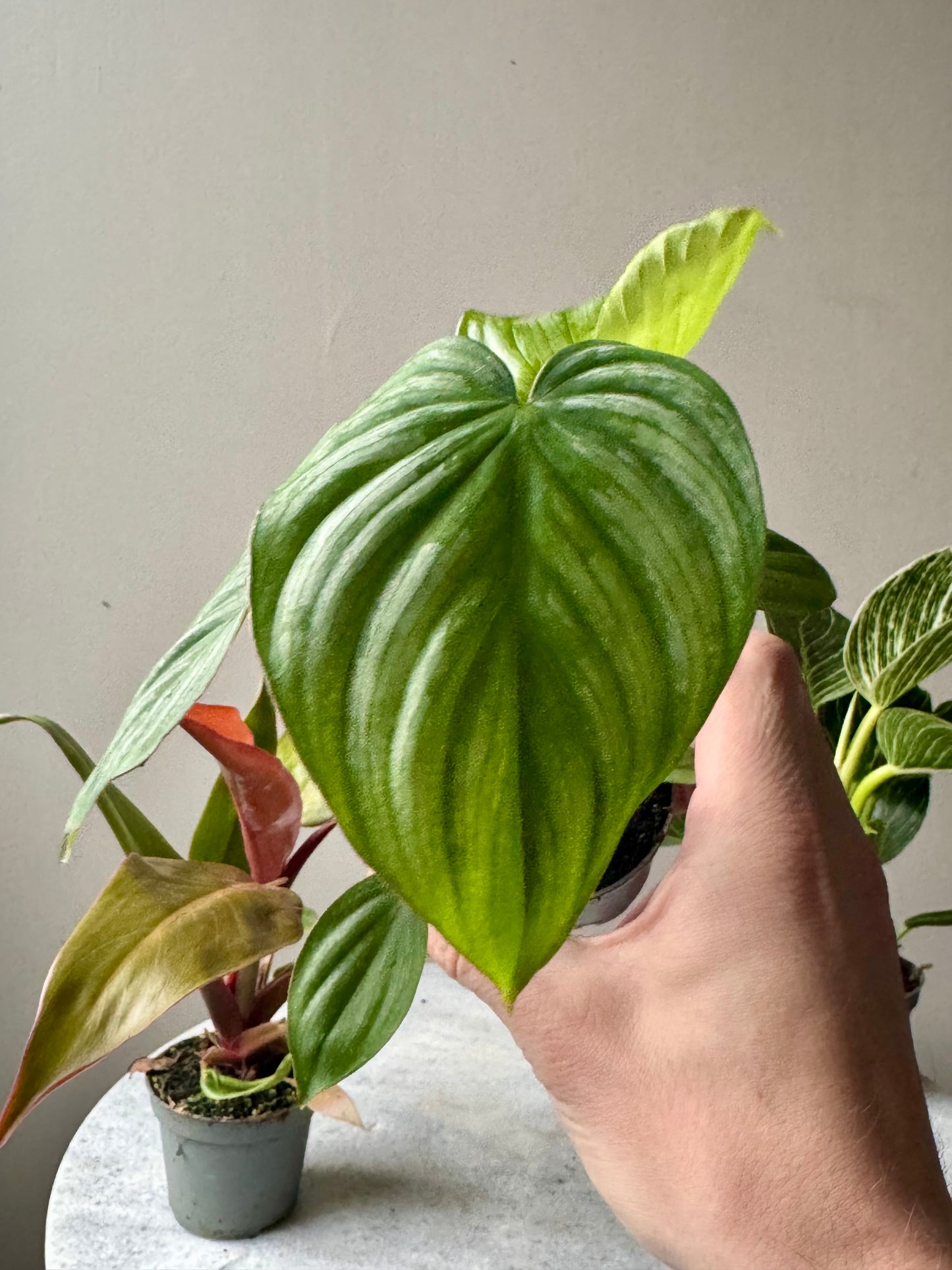 Philodendron Mixed Varieties