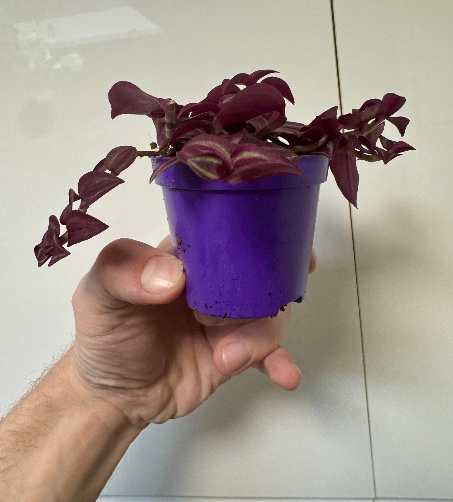 Tradescantia Mixed Varieties - Wandering Dude