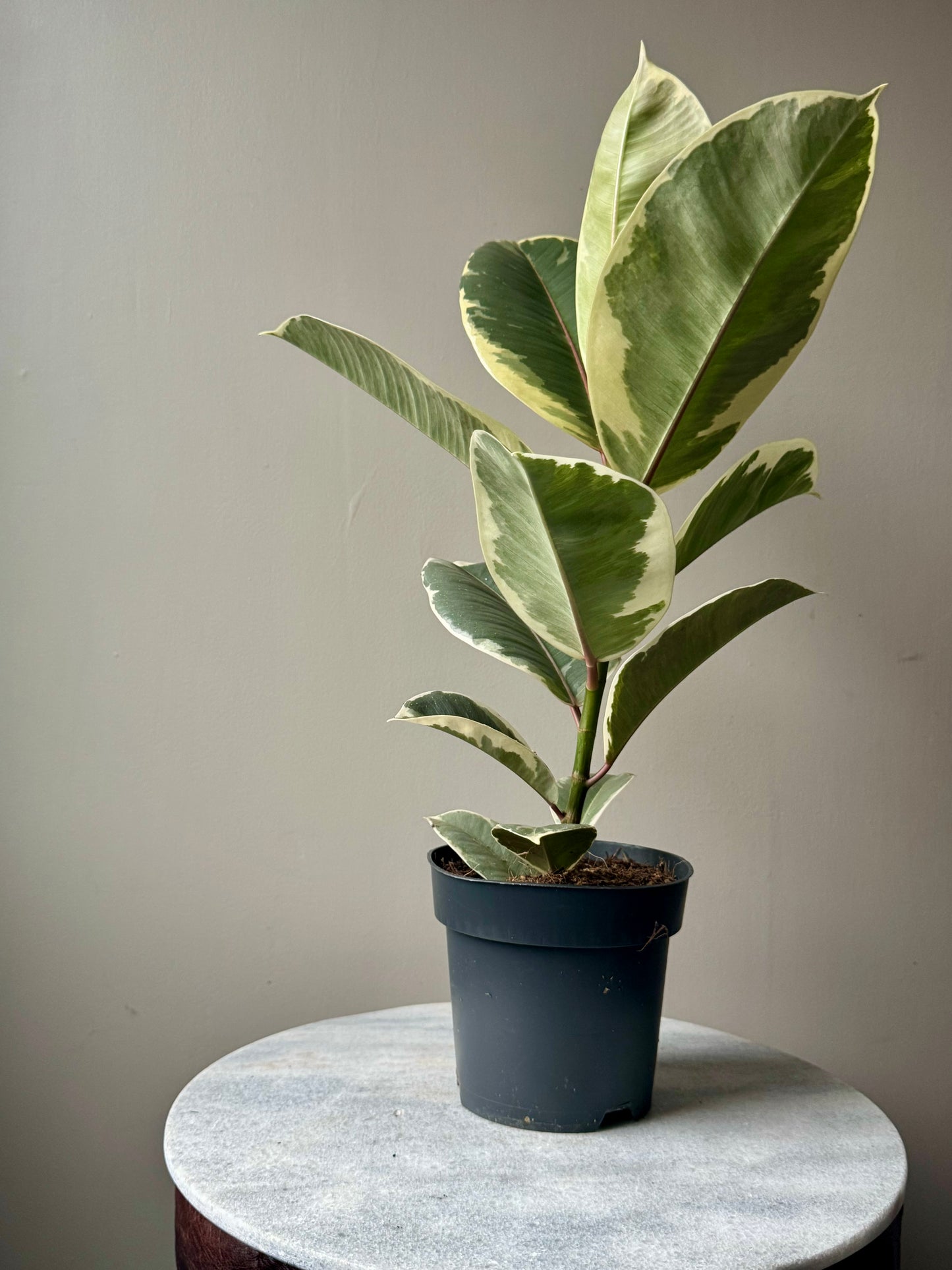 Ficus Elastica Mixed Varieties