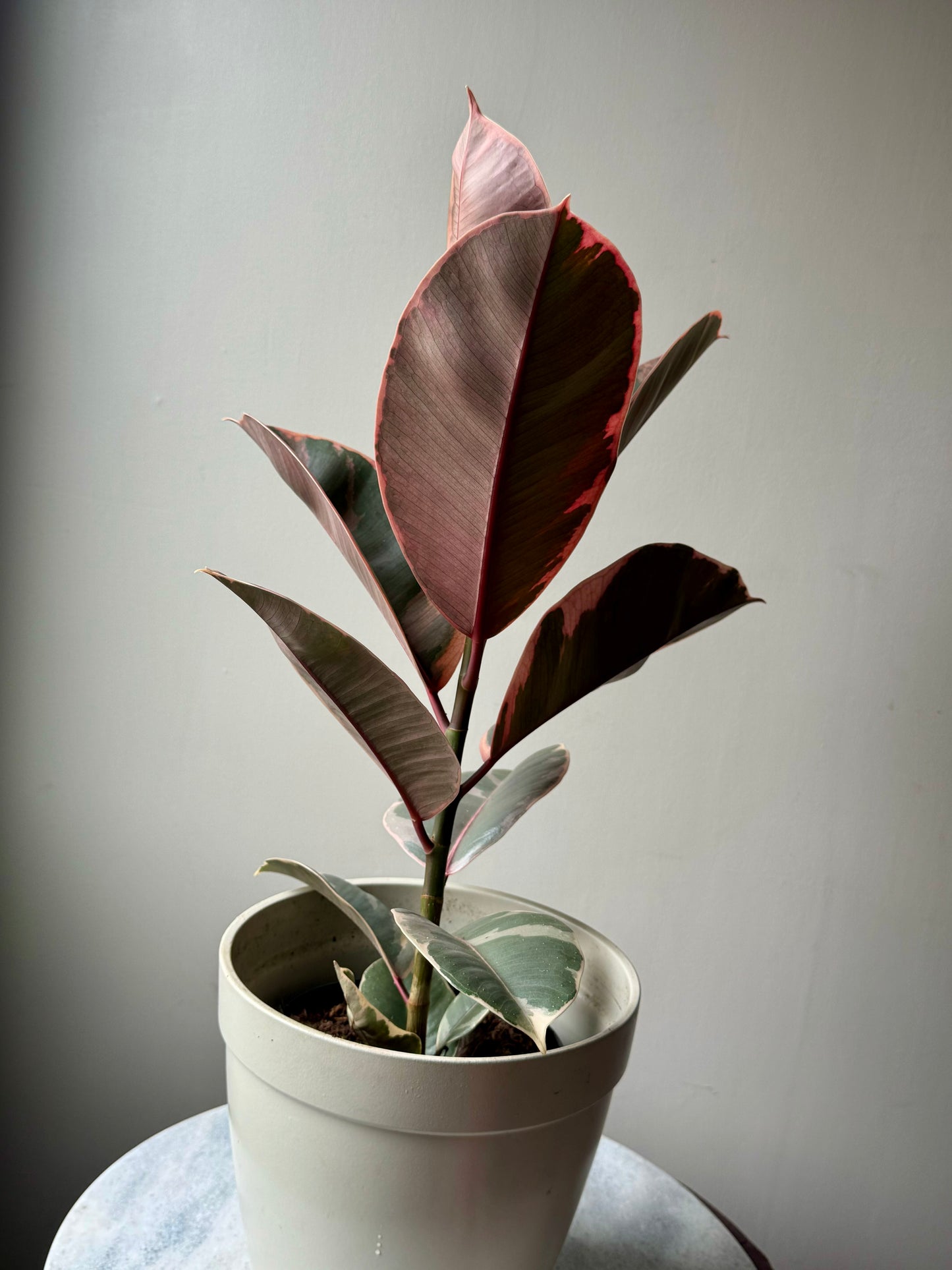 Ficus Elastica Mixed Varieties