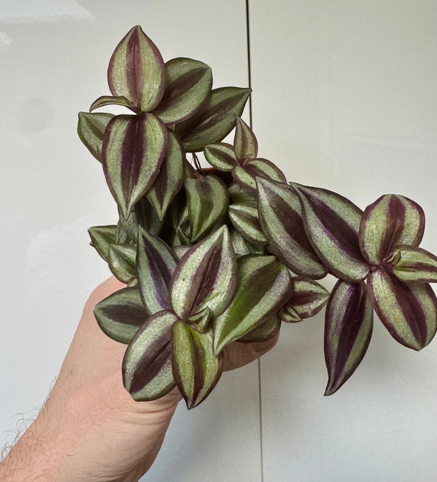 Tradescantia Mixed Varieties - Wandering Dude