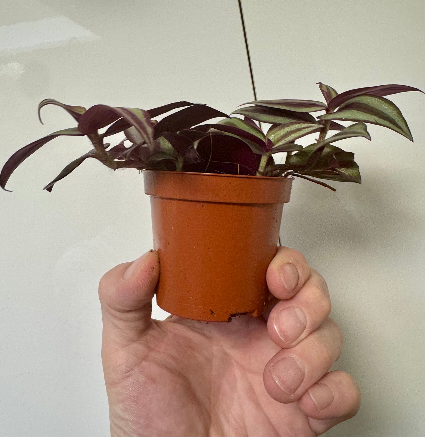 Tradescantia Mixed Varieties - Wandering Dude