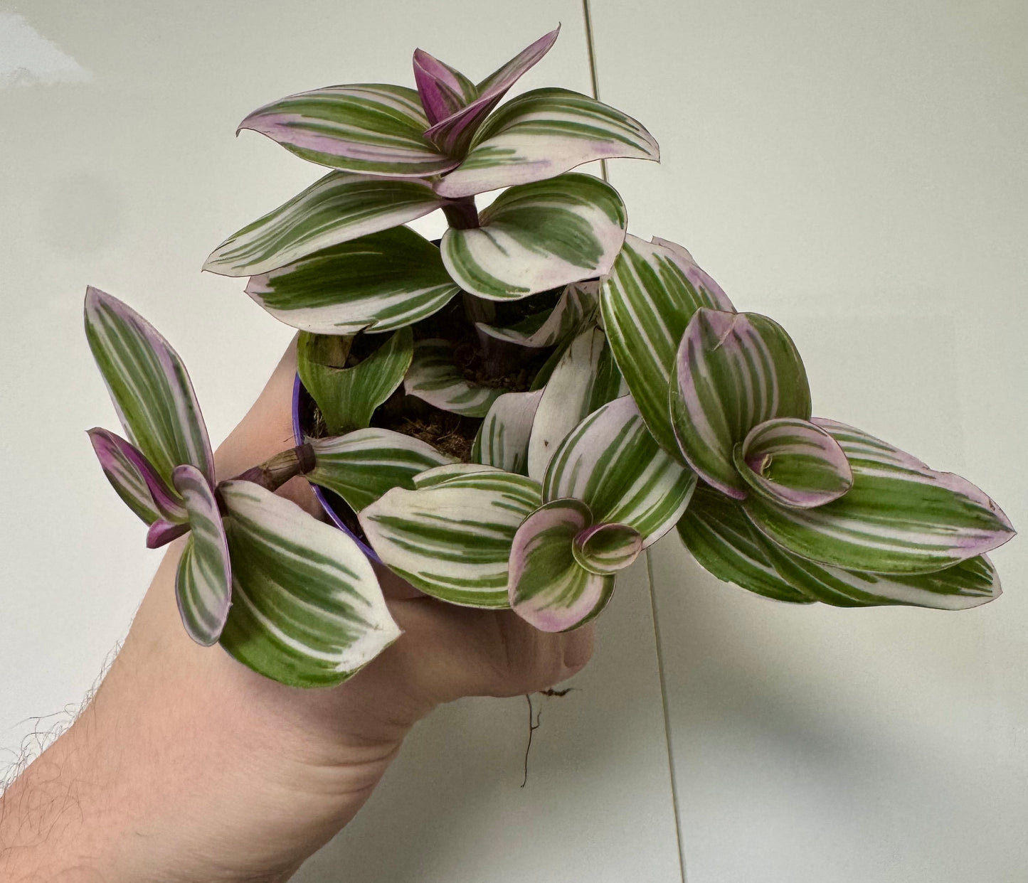 Tradescantia Mixed Varieties - Wandering Dude
