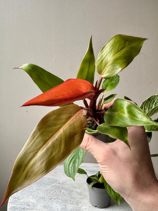Philodendron Mixed Varieties