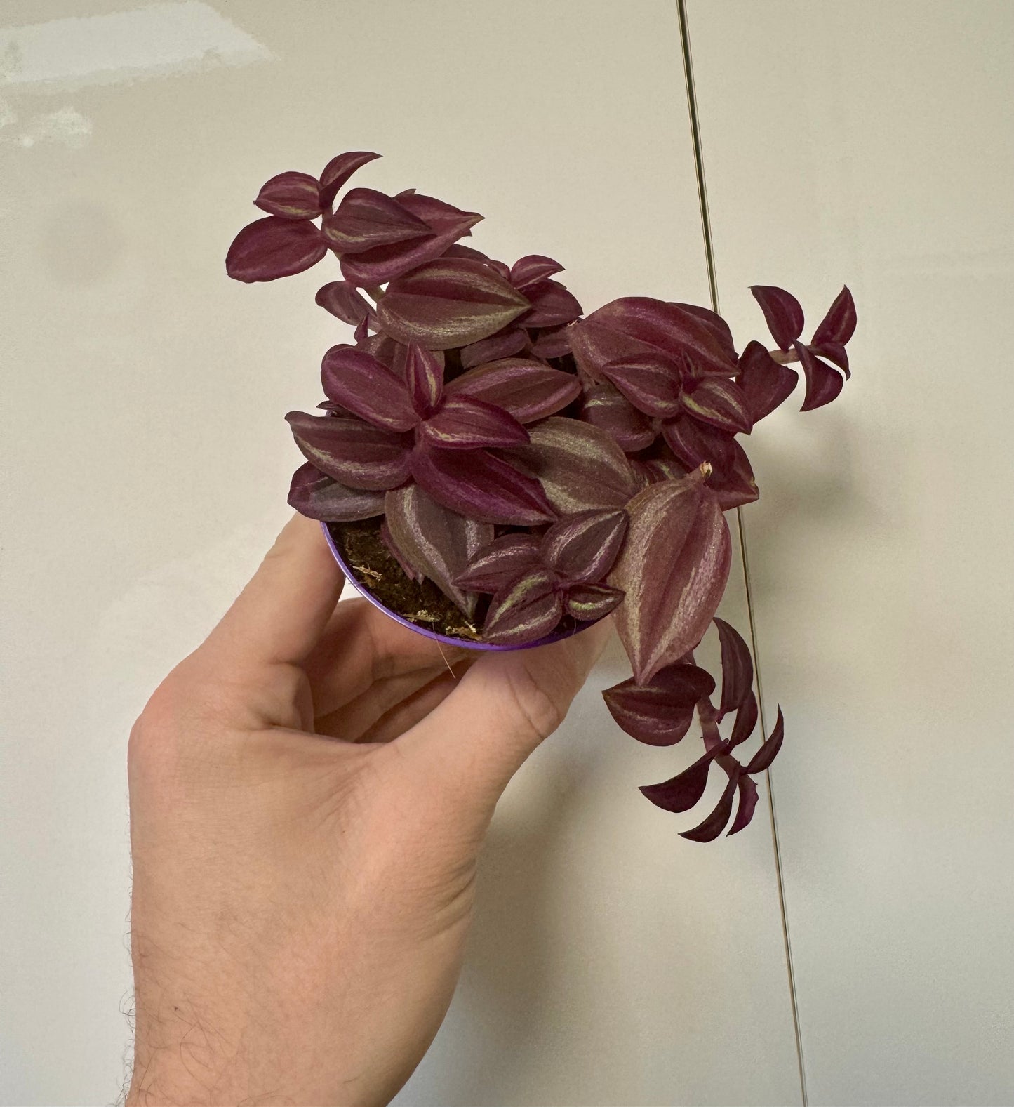 Tradescantia Mixed Varieties - Wandering Dude