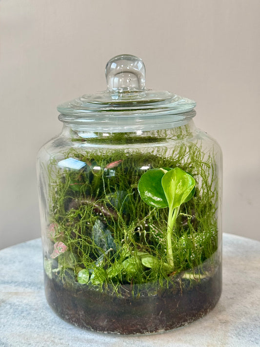 Cookie Jar Style Terrarium