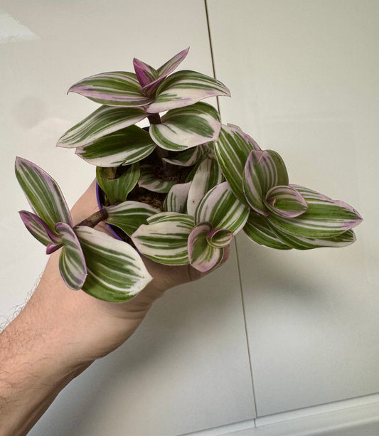 Tradescantia Mixed Varieties - Wandering Dude