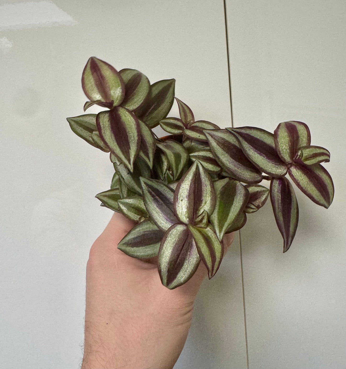 Tradescantia Mixed Varieties - Wandering Dude