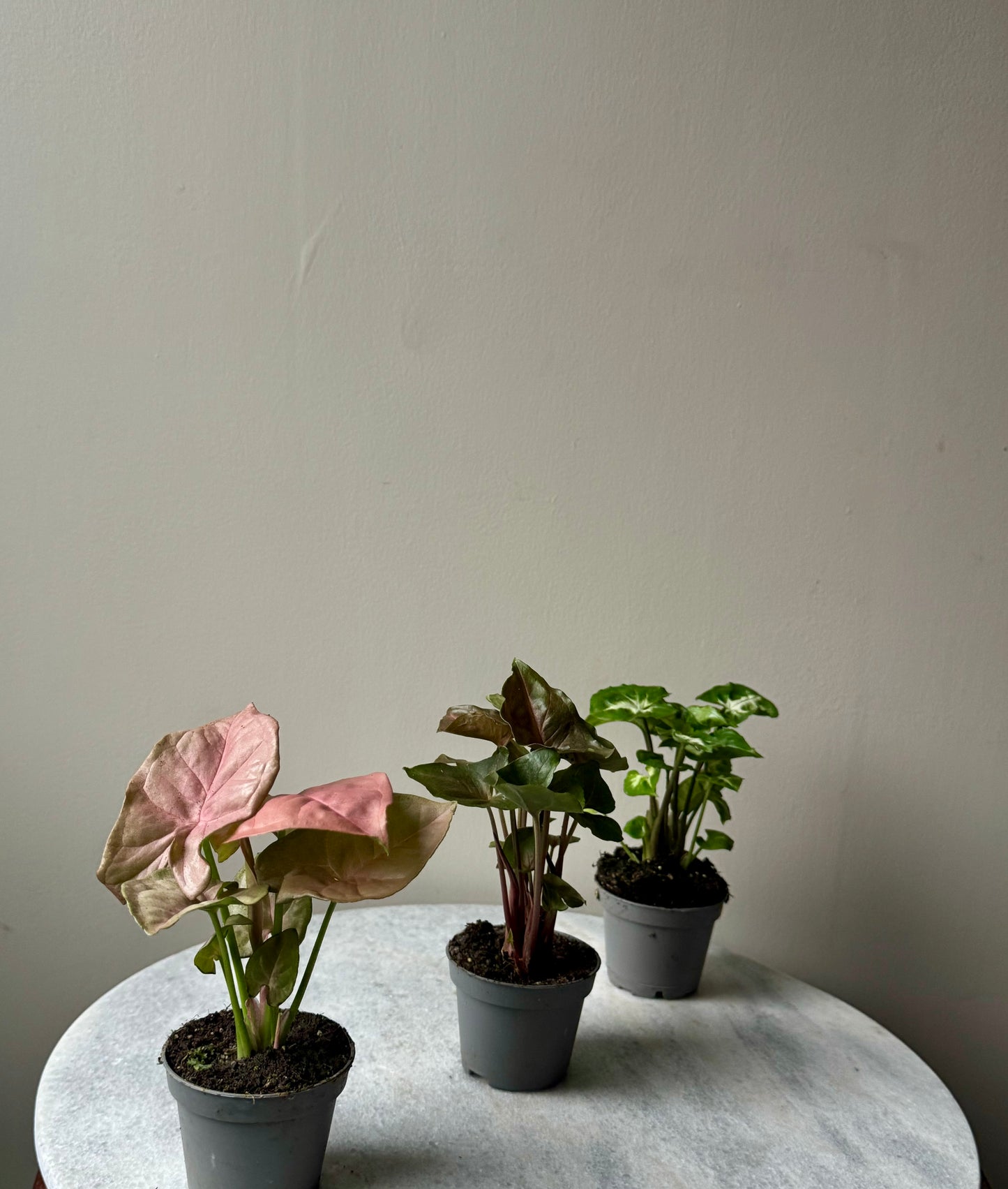 Syngonium Mixed Varieties - Arrow Head Vine