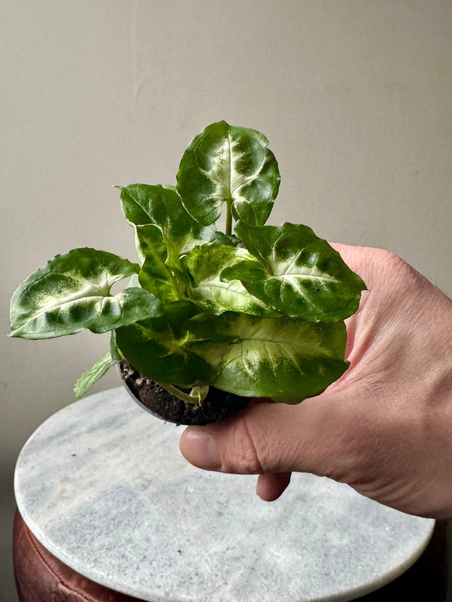 Syngonium Mixed Varieties - Arrow Head Vine