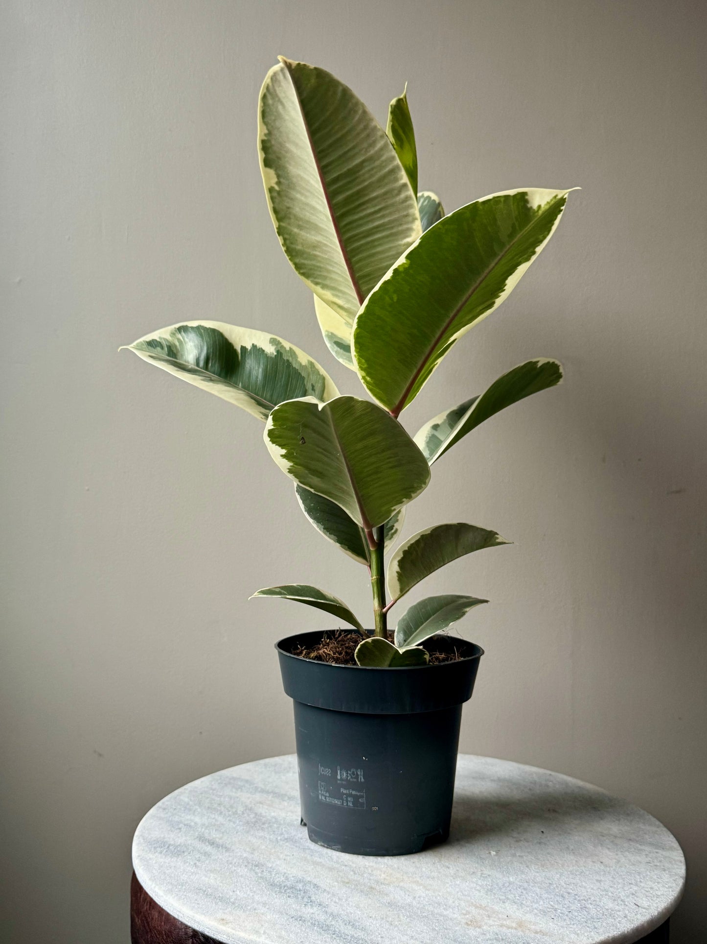Ficus Elastica Mixed Varieties