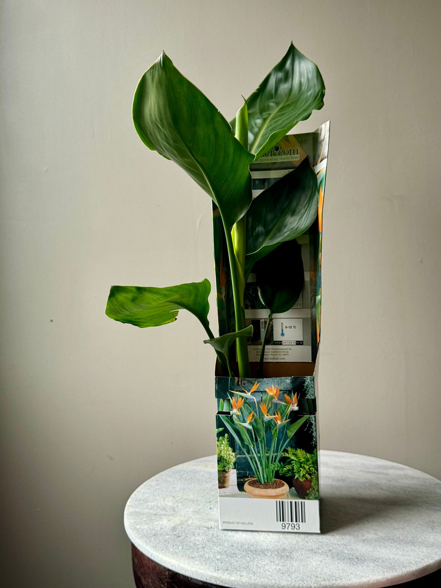 Strelitzia Reginae - Orange Bird of Paradise