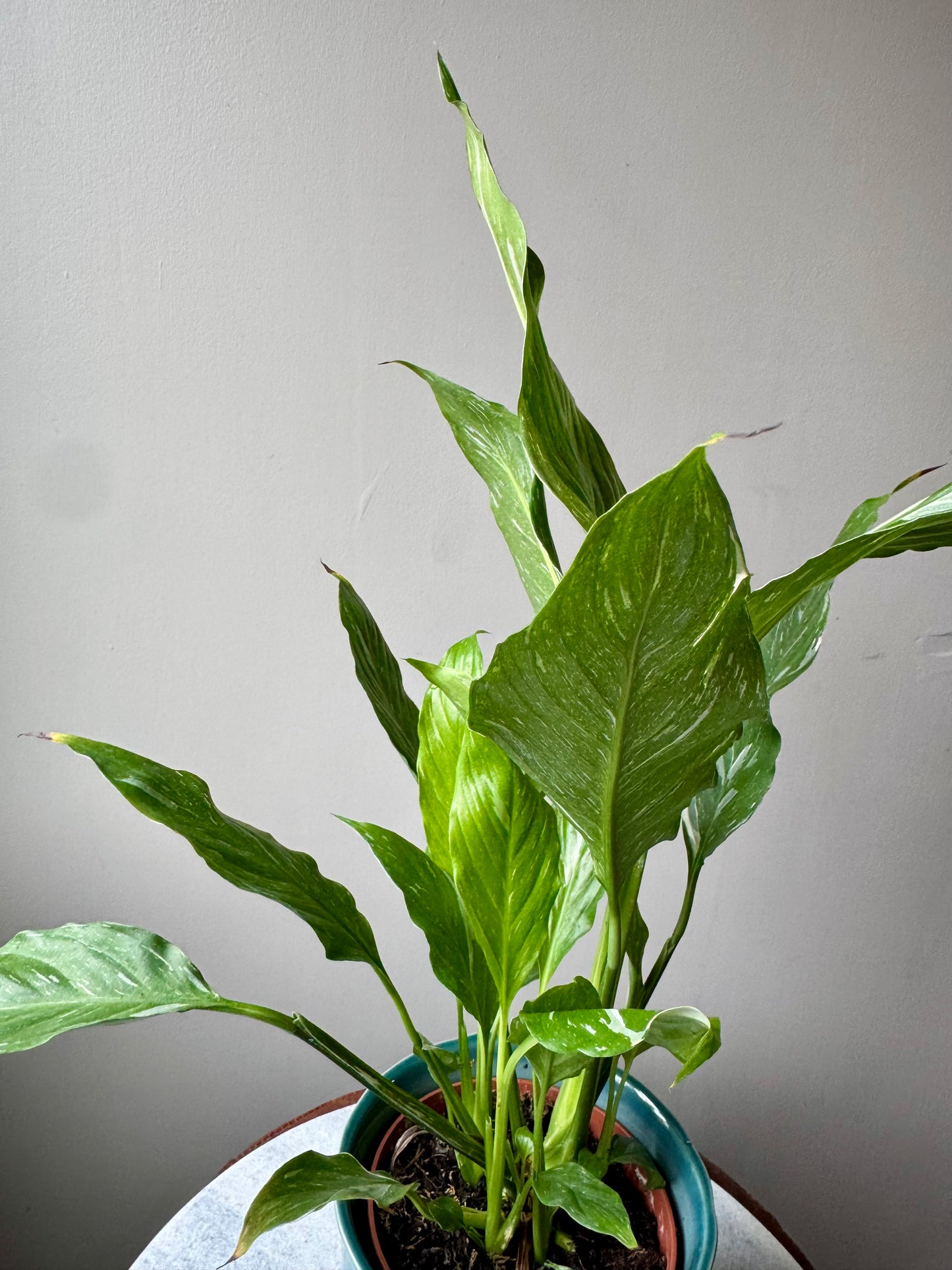 Spathiphyllum Diamond Variegata - Variegated Peace Lily