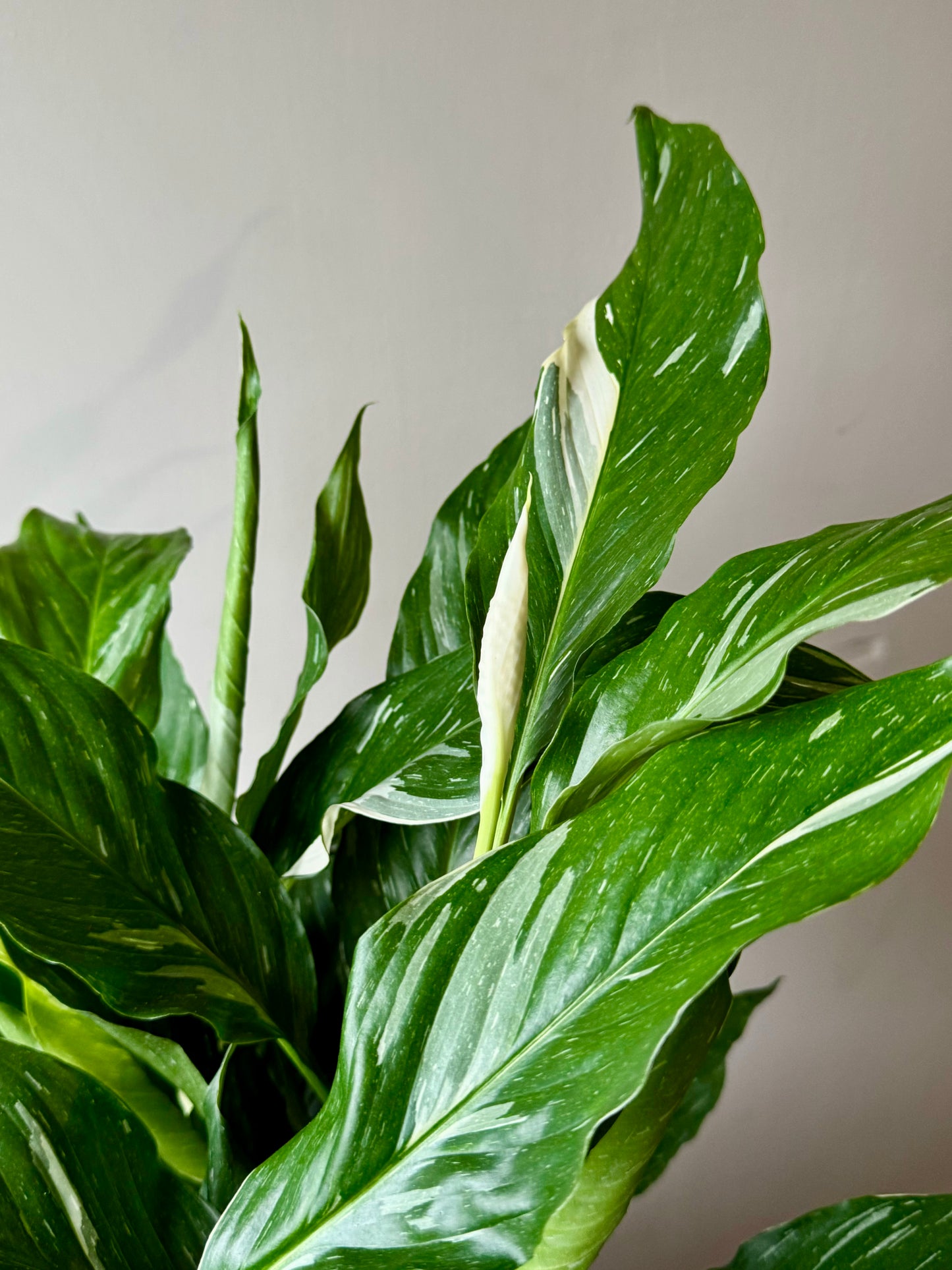Spathiphyllum Diamond Variegata - Variegated Peace Lily